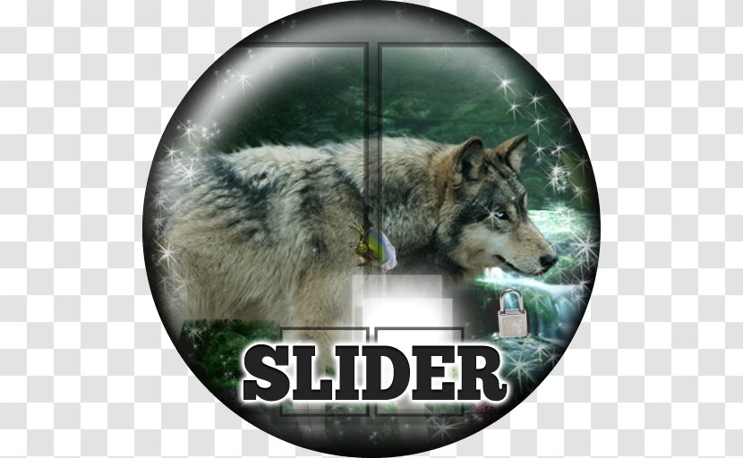 Gray Wolf Puppy Fauna Interviú Snout - Wildlife - Amazon Rainforest Transparent PNG