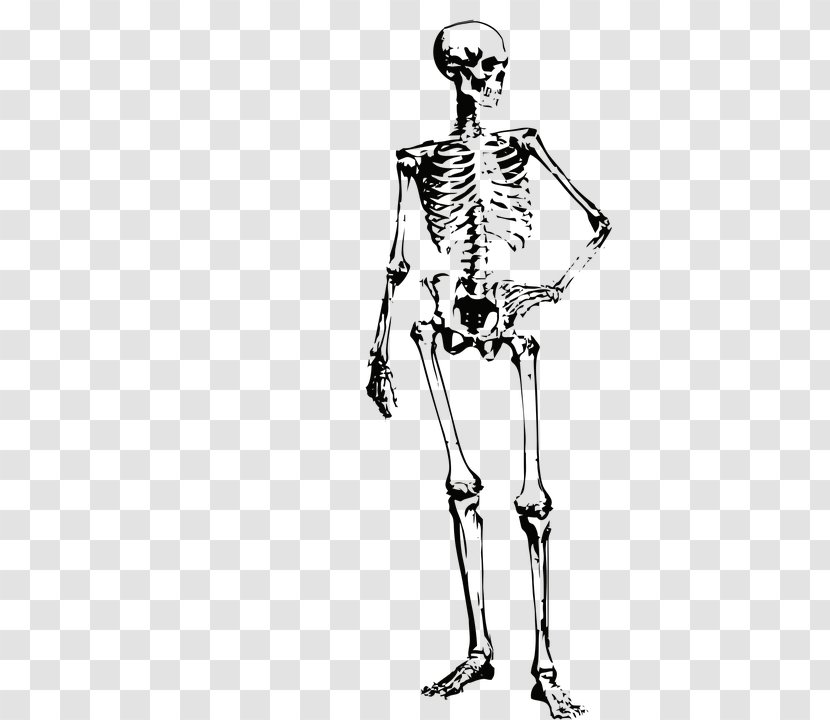 Human Skeleton Bone Image Clip Art - Watercolor Transparent PNG