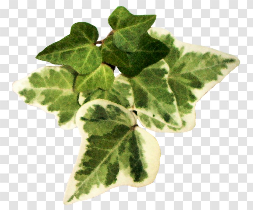Leaf Vegetable Herb Clip Art - Plant Pathology Transparent PNG