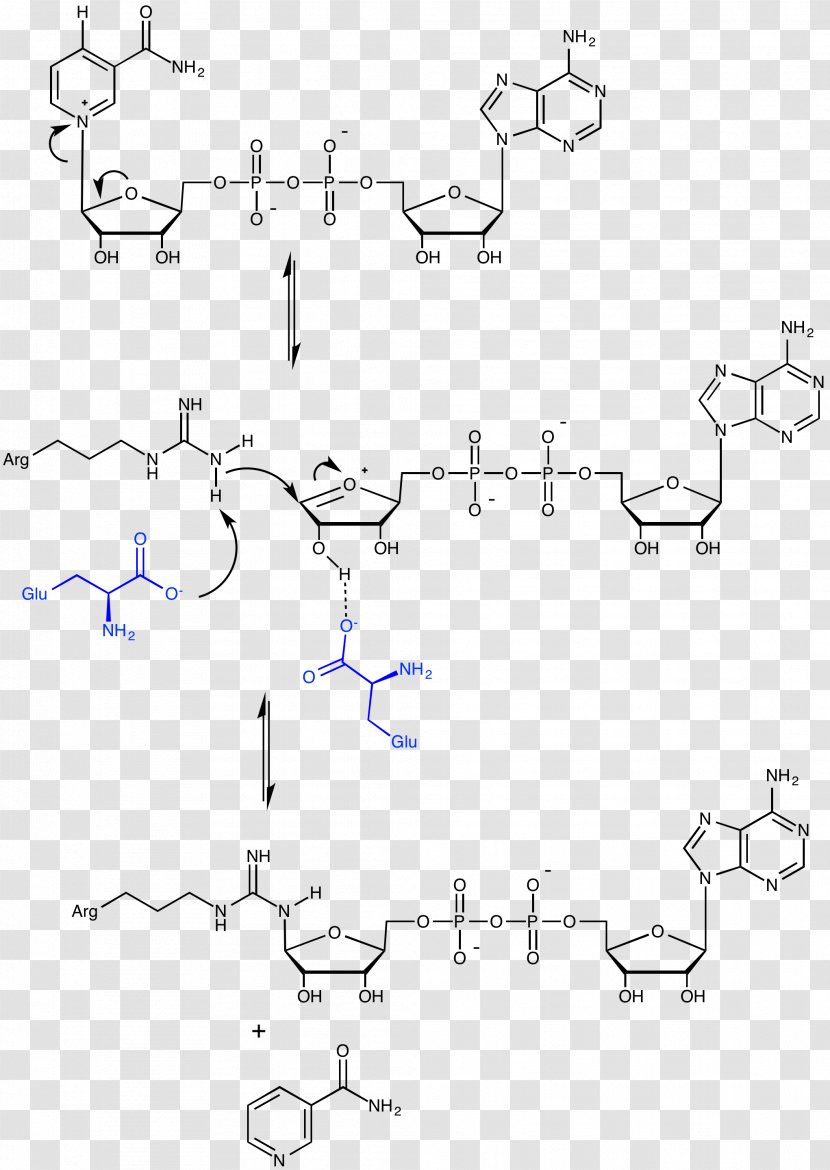 ADP-ribosylation Adenosine Diphosphate Poly (ADP-ribose) Polymerase Cholera Toxin - Protein - Mechanism Transparent PNG
