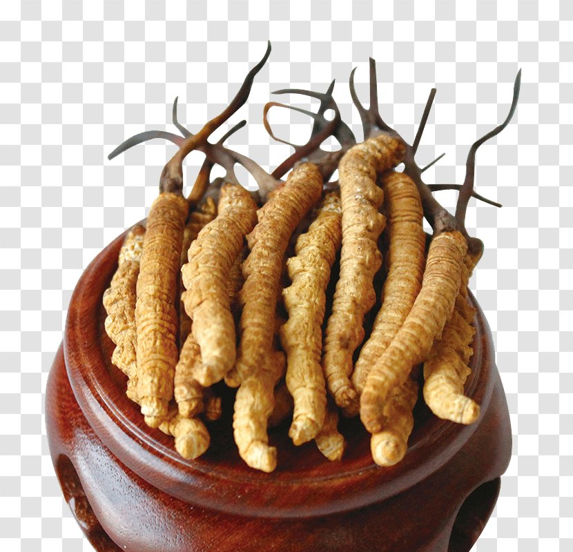 Caterpillar Fungus Cordyceps Traditional Chinese Medicine - Cistanche Deserticola - New Grass Herbs Transparent PNG