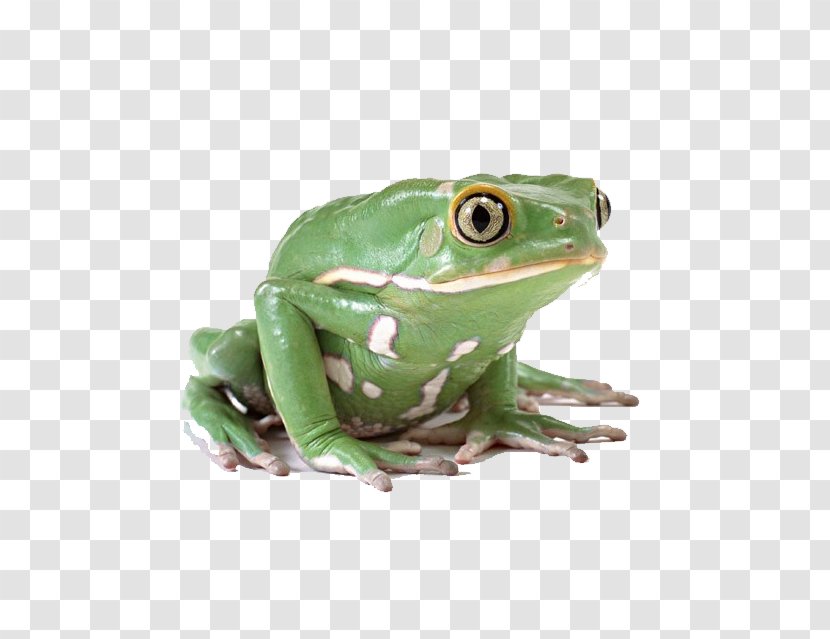 Frog Lithobates Clamitans Clip Art - Green Transparent PNG