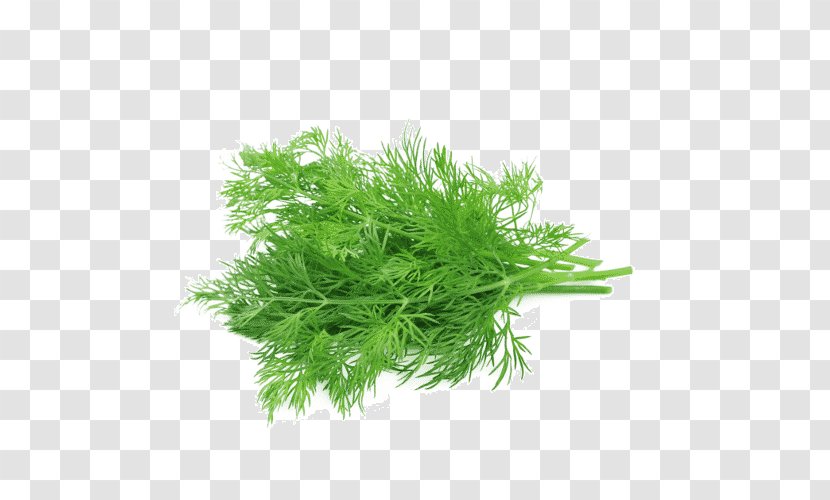 Fennel Herb Stock Photography Dill Image - Plant - Pianta Aromatica Transparent PNG