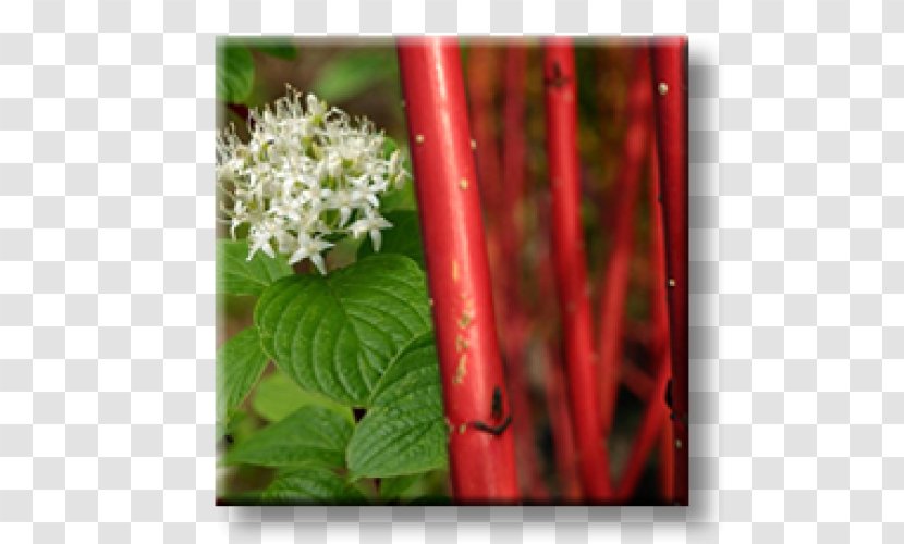 White Dogwood Plant Stem Red Osier Shrub Judas-tree - Petal - Leaf Transparent PNG