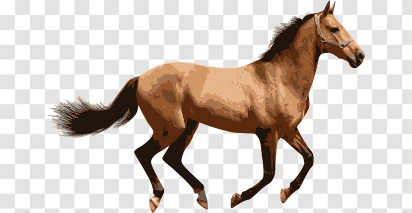 American Miniature Horse Pony - Tack - Mustang Illustration Transparent PNG