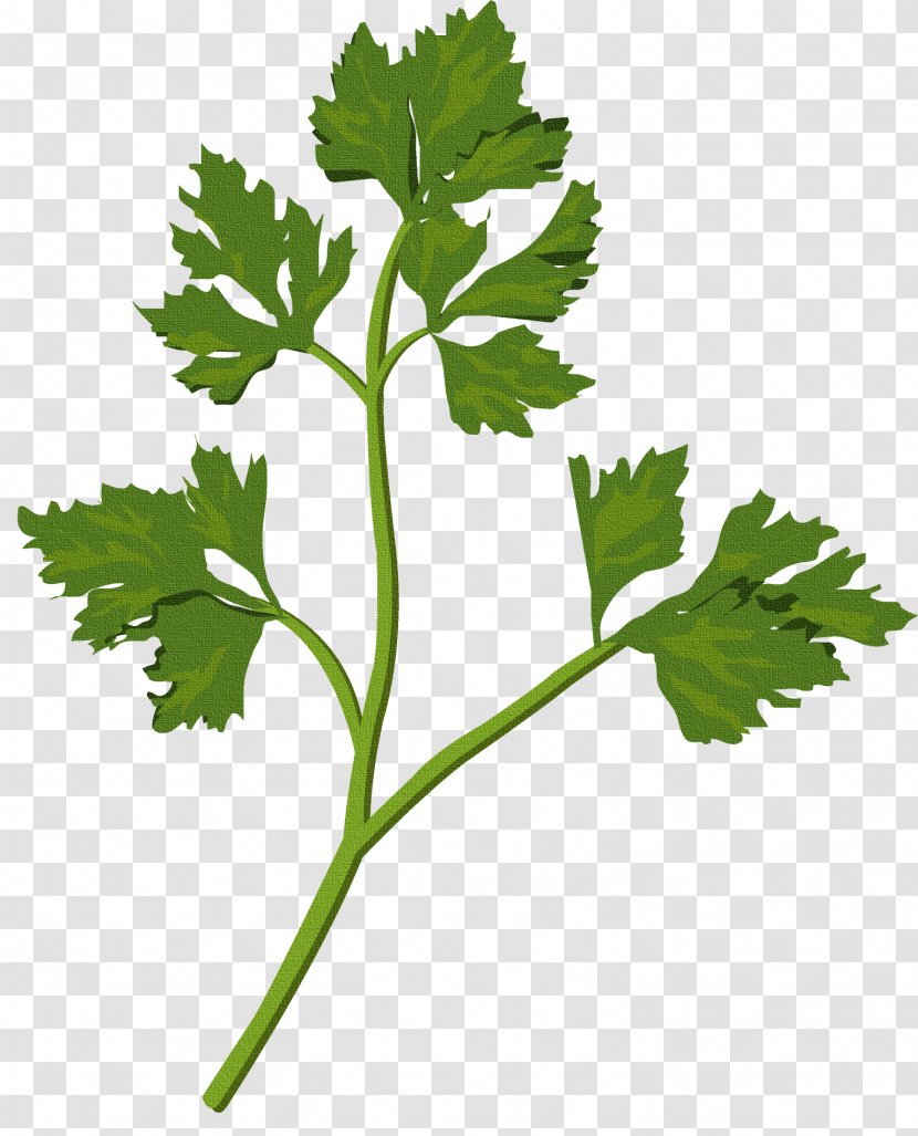 Herbs And Weeds Leaf Medicinal Plants - Parsley Transparent PNG