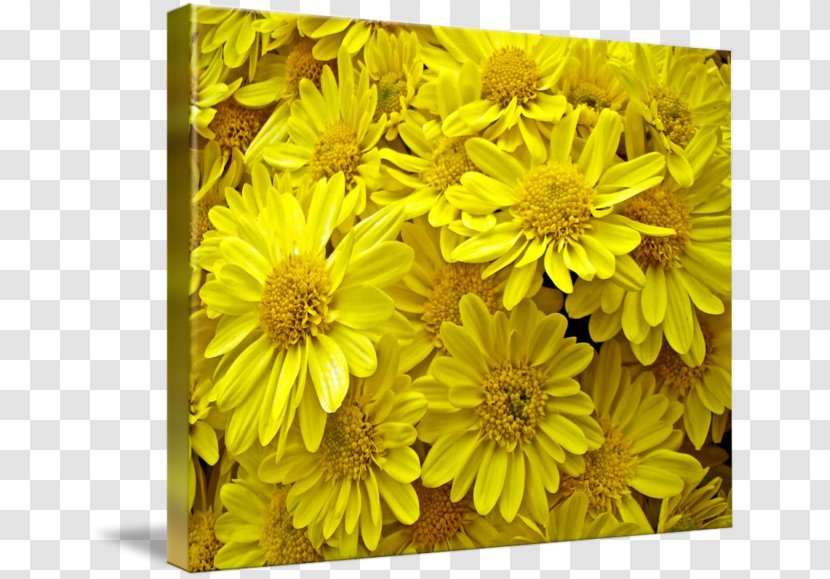 Common Sunflower Chrysanthemum Daisy Family Yellow - Flowering Plant Transparent PNG