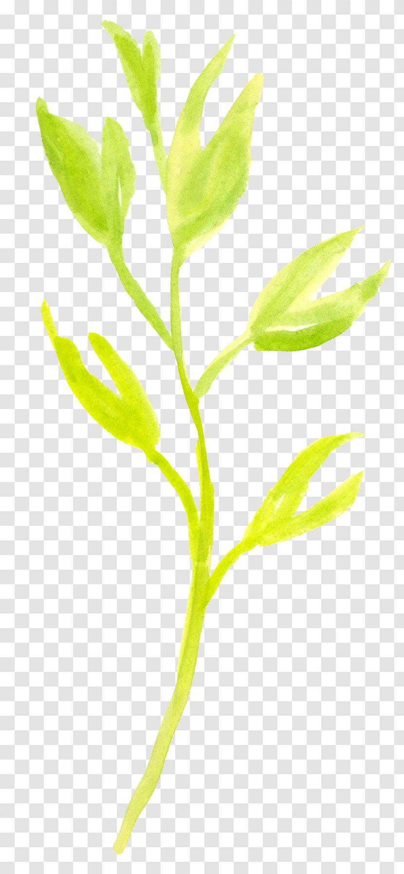 Flower Graphic Design - Branch - Green Watercolor Flowers Plants Transparent PNG