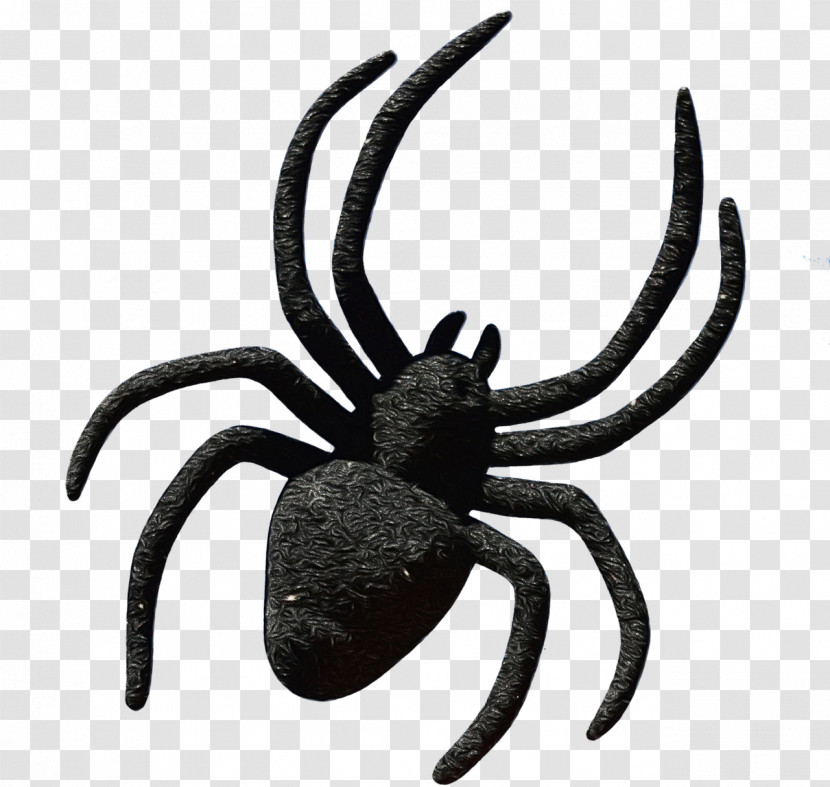 Spider Insect Arachnid Pest Orb-weaver Spider Transparent PNG