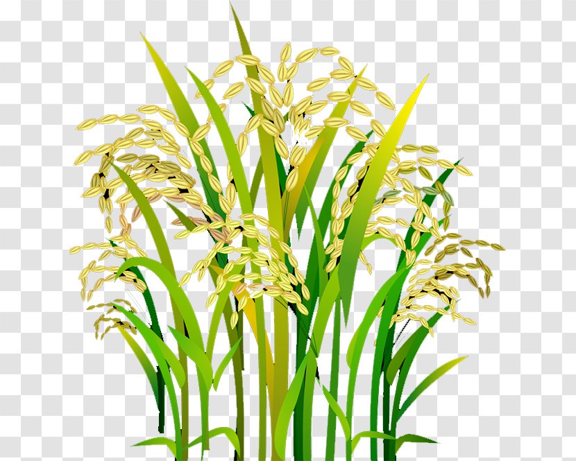 Rice Oryza Sativa - Flower Transparent PNG