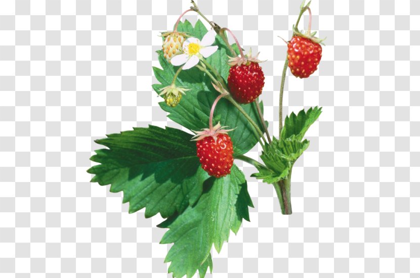 Musk Strawberry Fruit - Natural Foods Transparent PNG