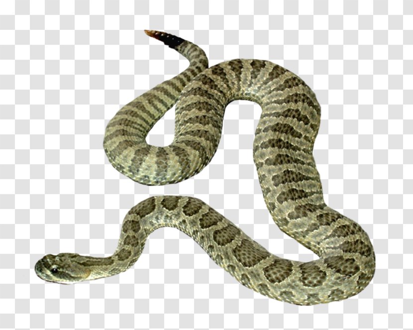 Snake Reptile Clip Art - Colubridae - PARADİSE Transparent PNG