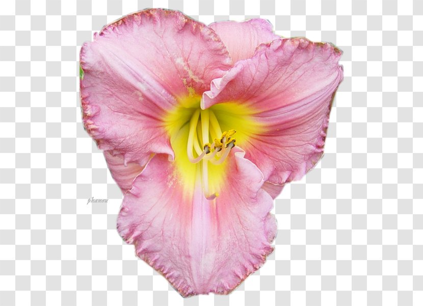 Mallows Cut Flowers Petal Pink M - Invention Transparent PNG