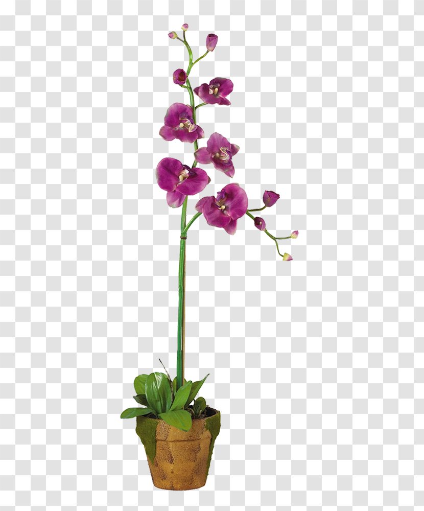 Dendrobium Orchids Cut Flowers Plant - Flowering - Flower Transparent PNG