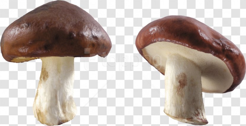 Edible Mushroom Shiitake Clip Art - Bolete - Cloud Transparent Preview Transparent PNG