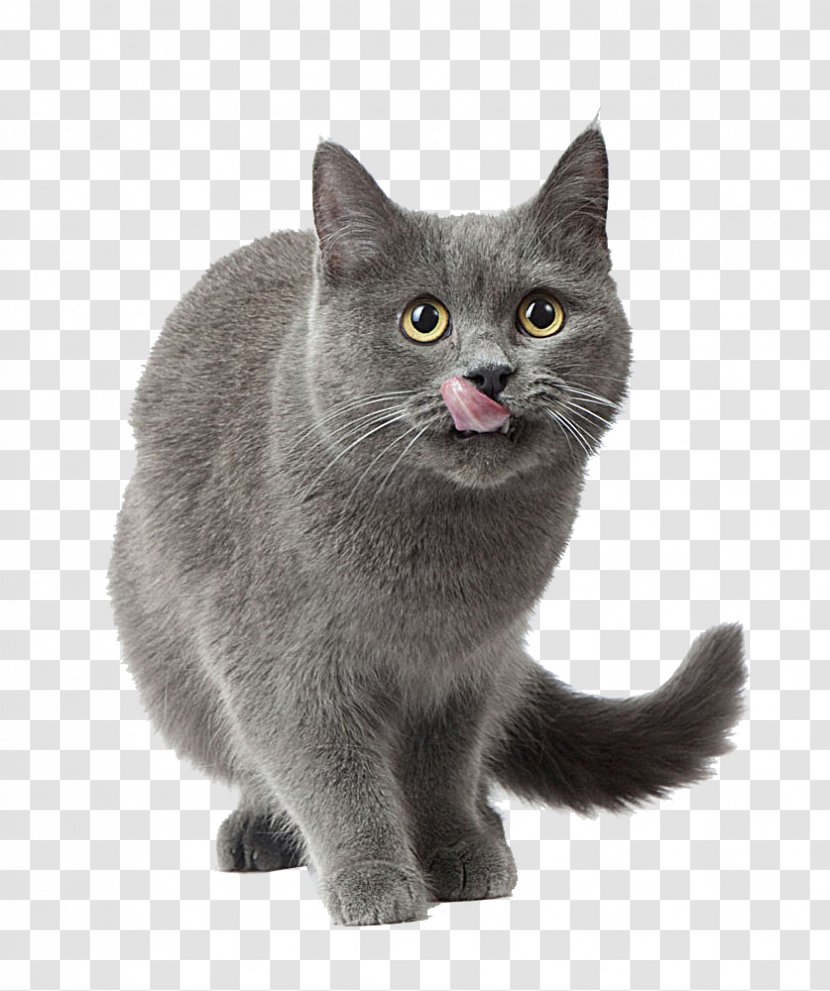Russian Blue American Shorthair Cat Food Kitten Dog - Gray Transparent PNG