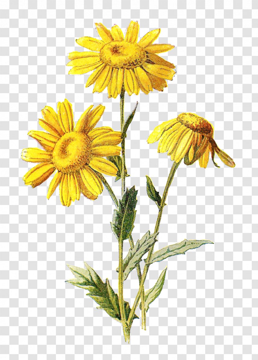 Mexican Marigold Familiar Wild Flowers Wildflower Cornflower Transparent PNG