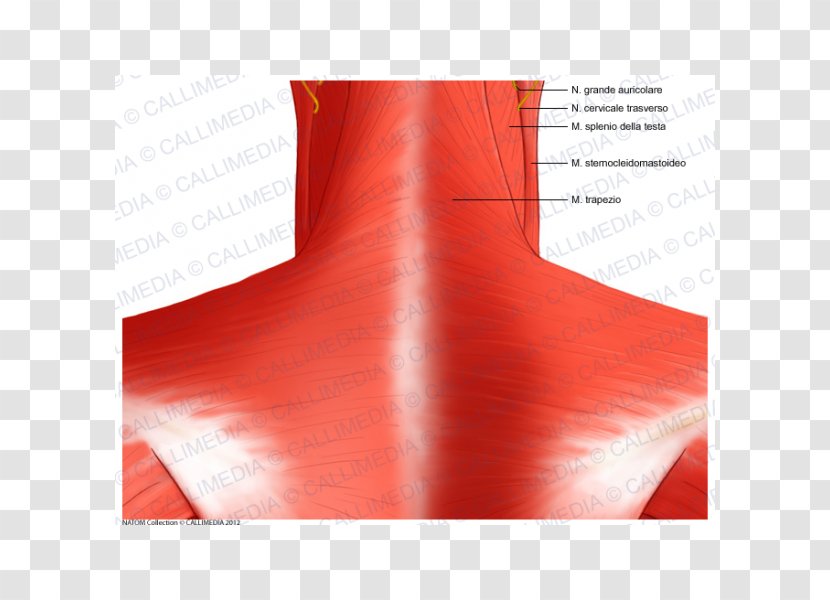 Brand Shoulder Angle - Red - Design Transparent PNG