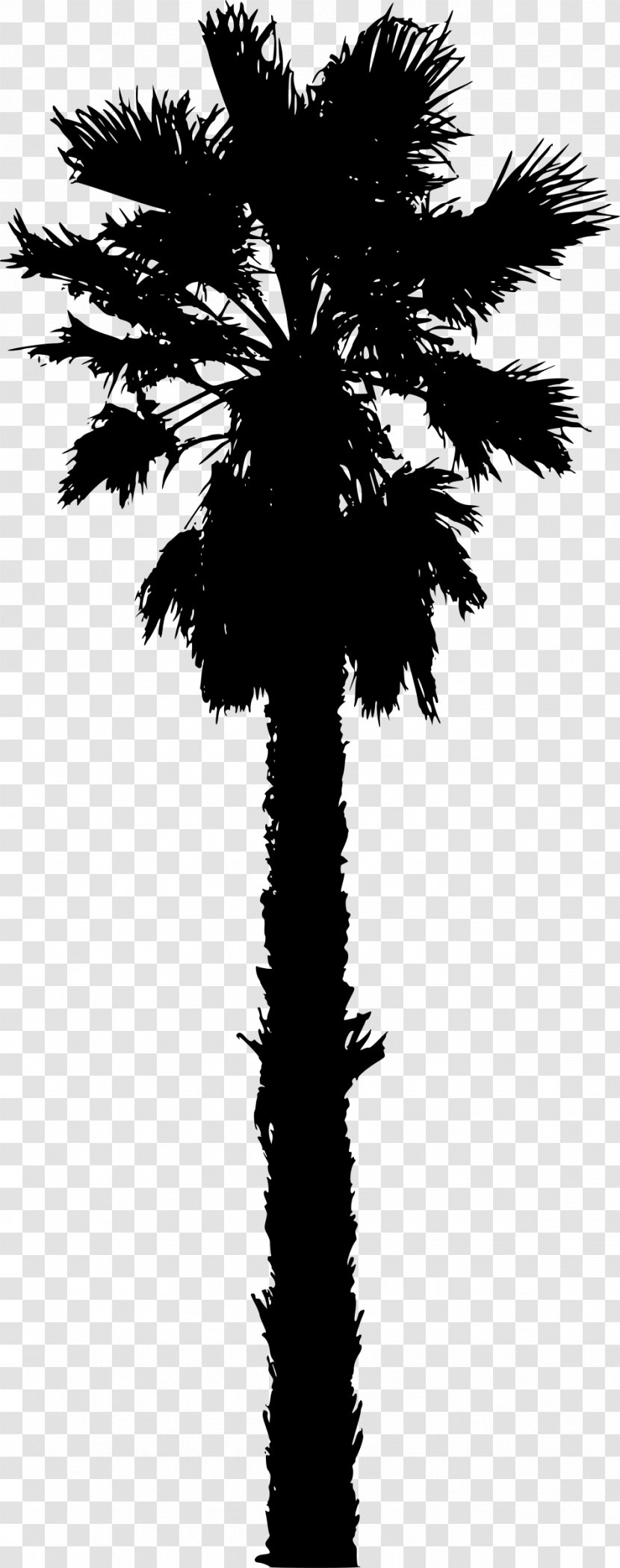 Arecaceae Date Palm Silhouette Clip Art - Woody Plant - Tree Transparent PNG