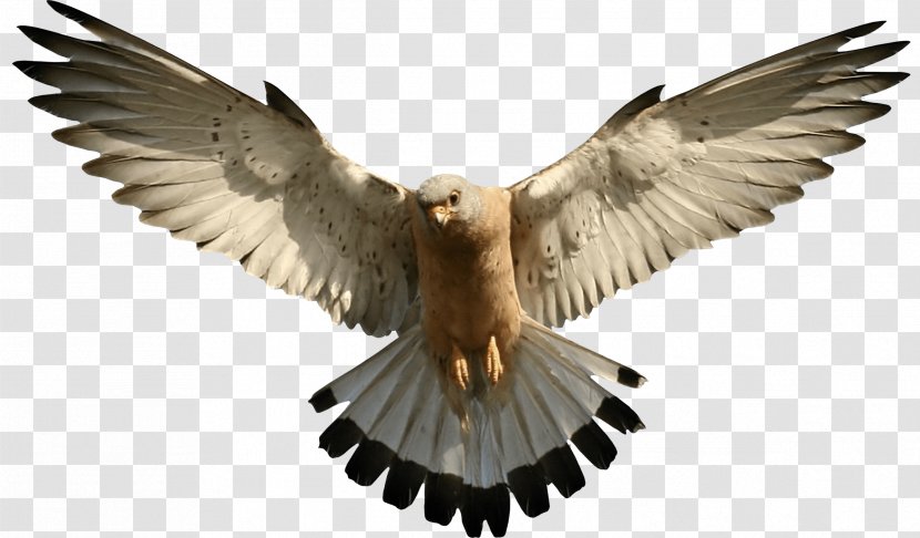 Falcon Bird Clip Art - Beak - Eagle Image Download Transparent PNG