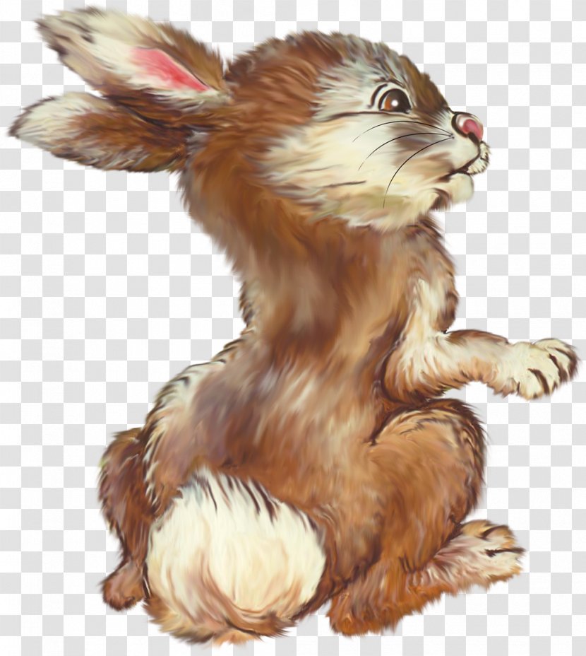 Rabbit Dog Hare .de Wildlife - Carnivoran - Drawing Transparent PNG