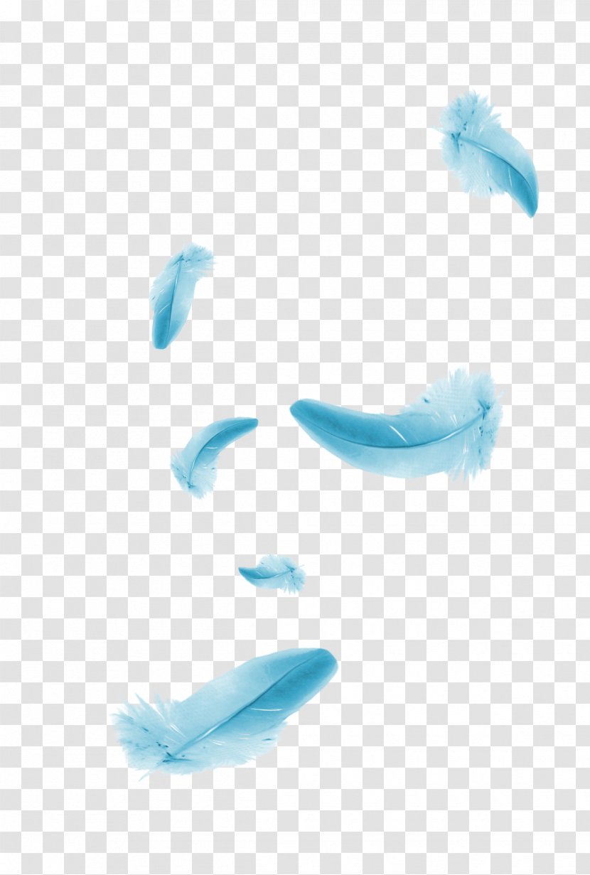 Blue Feather Designer - Aqua - Floating Element Transparent PNG