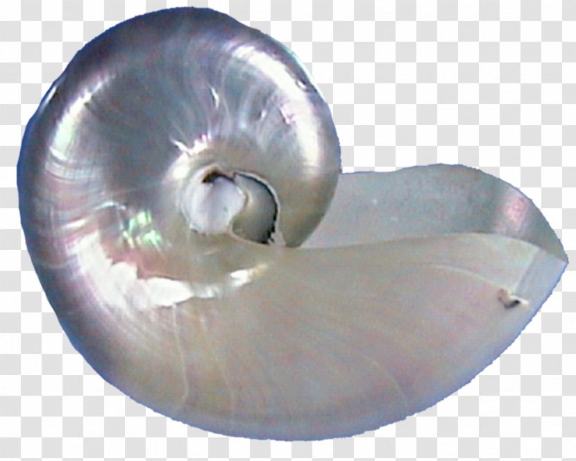 Seashell Oyster Pearl Conch Spiral - Nautilida Transparent PNG