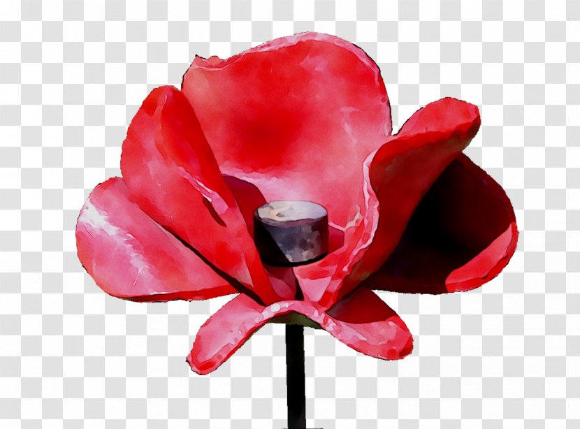 Garden Roses Cut Flowers Petal - Artificial Flower - Magenta Transparent PNG