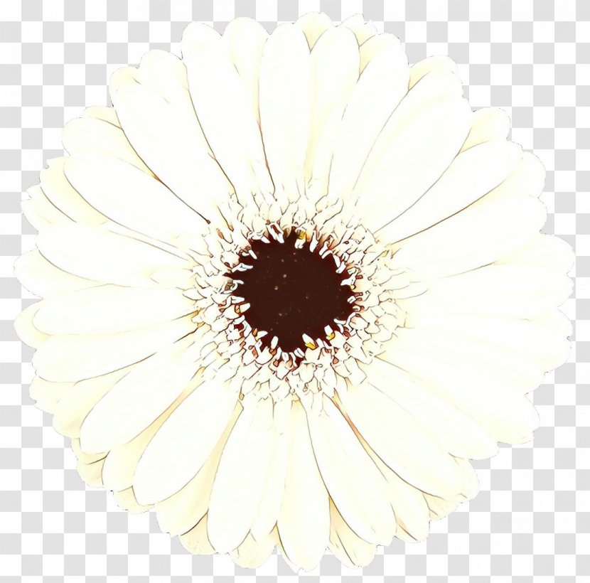 Transvaal Daisy Close-up - White - Plant Transparent PNG