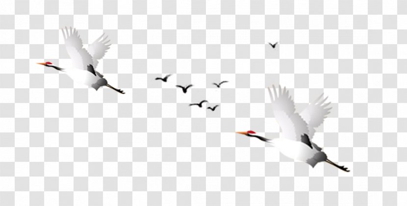 Red-crowned Crane Goose Wallpaper - Livestock Transparent PNG