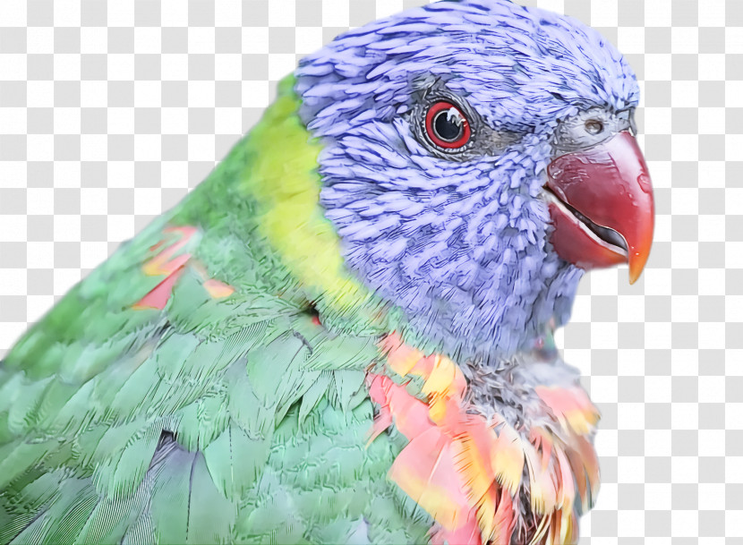 Bird Transparent PNG