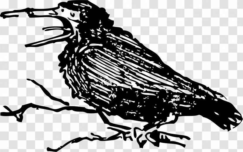Bird Crow Beak Clip Art - Photography - Raven Transparent PNG