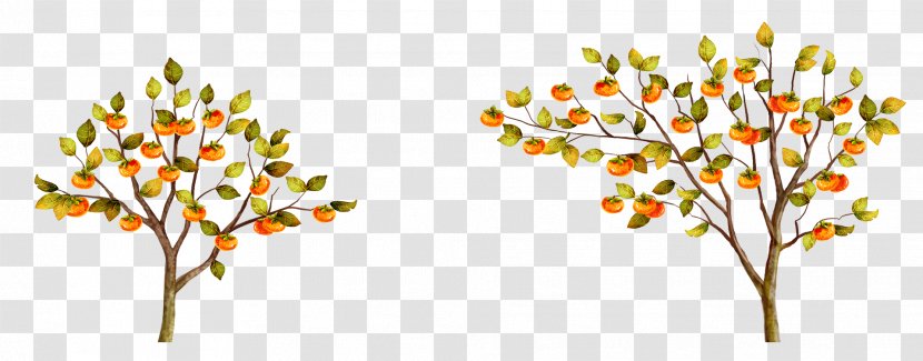 Japanese Persimmon Tree Fruit - Hand-painted Transparent PNG