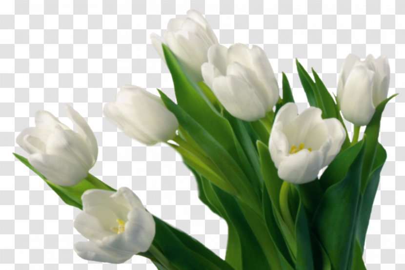 Flower Desktop Wallpaper Plant Symbolism Tulipa Gesneriana - Stem - Tulip Transparent PNG