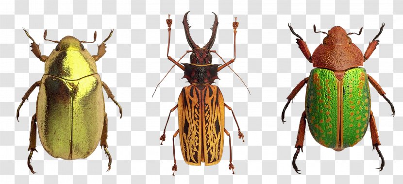 Beetle Pterygota Locust - Animal - Insect Transparent PNG