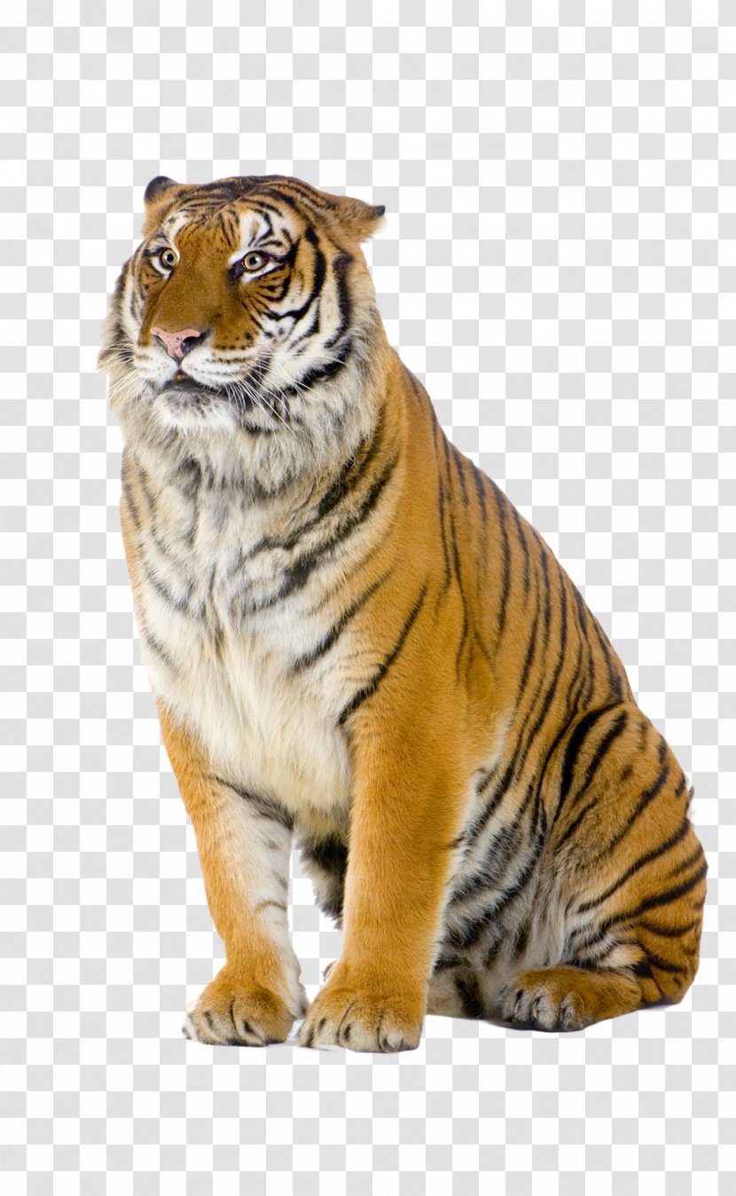 Bengal Tiger Cat Stock Photography - Wildlife Transparent PNG