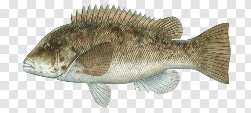 Tilapia Tautog International Game Fish Association Bass Fishing - Black Sea Transparent PNG