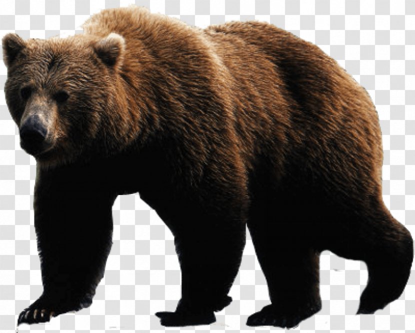 Polar Bear American Black Grizzly - Alaska Peninsula Brown - Grizli Transparent PNG