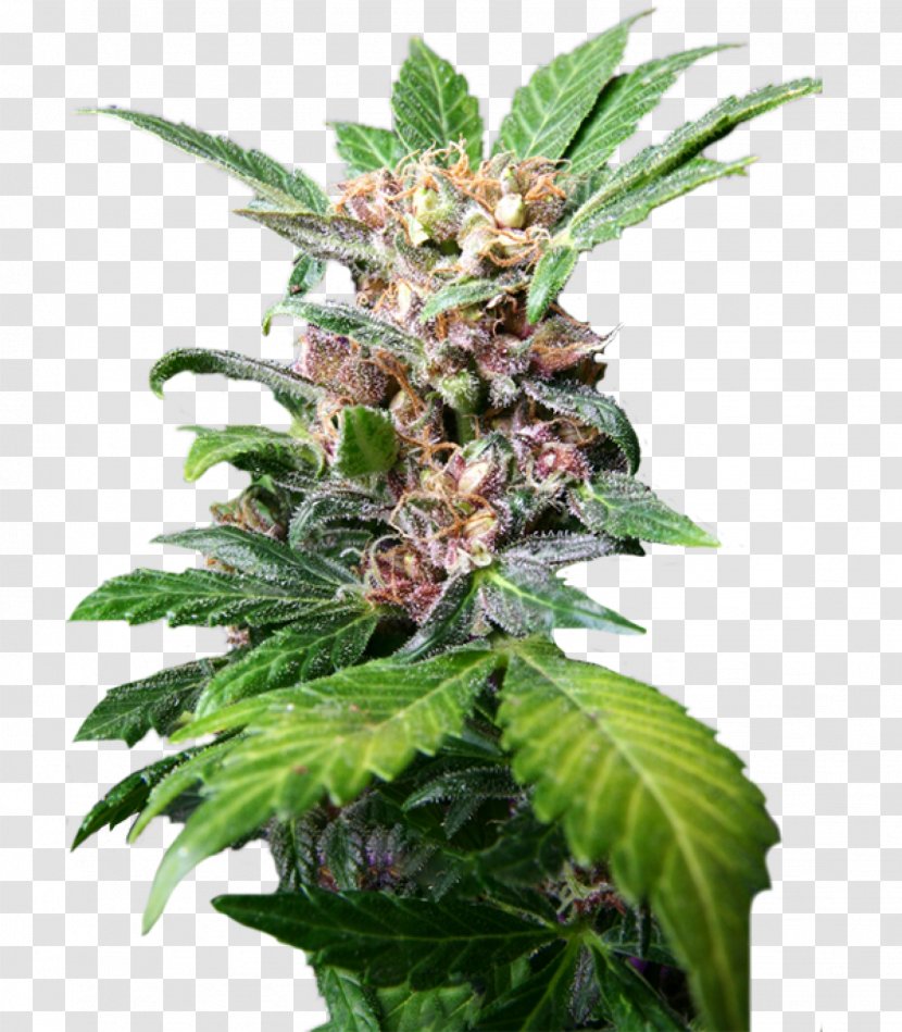 Autoflowering Cannabis Medical Kush Tetrahydrocannabinol - Hemp Family Transparent PNG