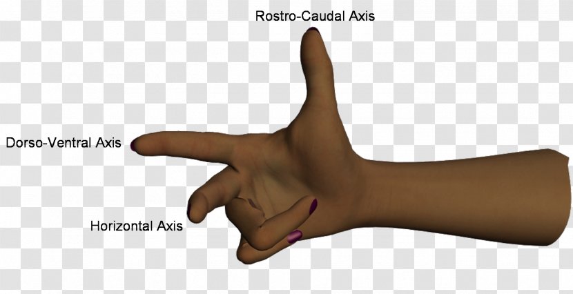 Thumb Human Body As Hand Model - Arm Transparent PNG