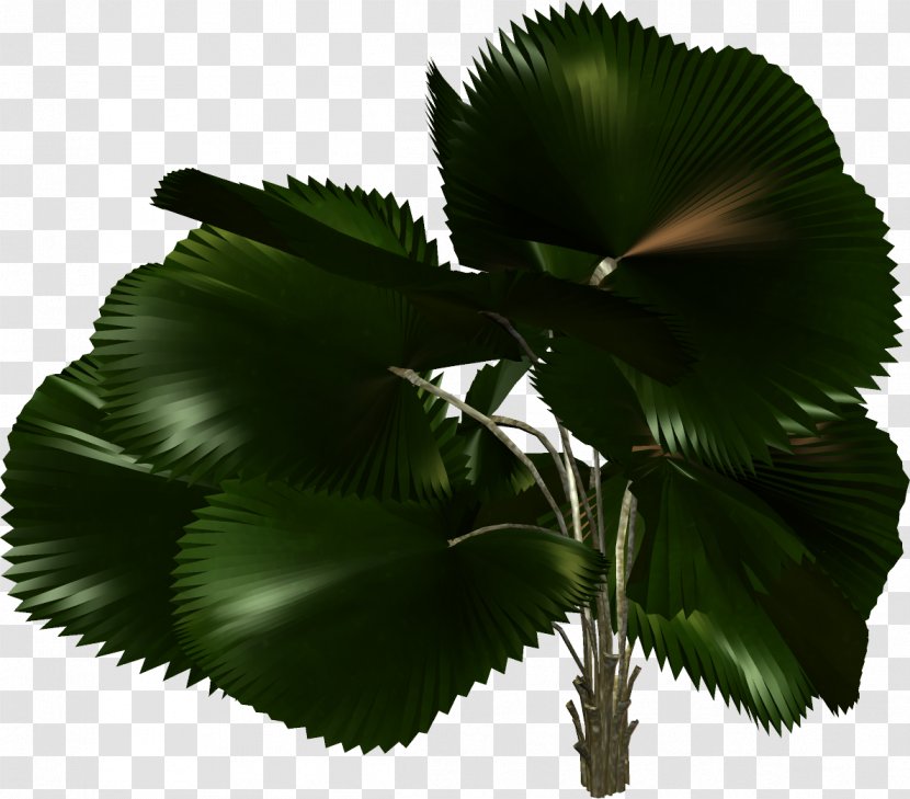 Tree Plant Arecaceae Clip Art - Gimp - Palm Leaves Transparent PNG