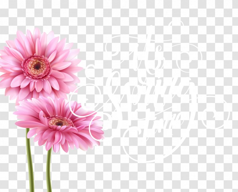 Greeting Card Birthday Teachers Day Illustration - Floral Design - Pink Chrysanthemum Vector Transparent PNG