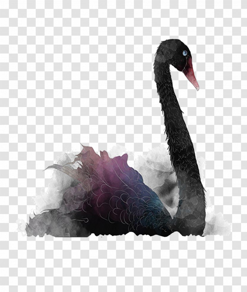Black Swan Theory Transparent PNG