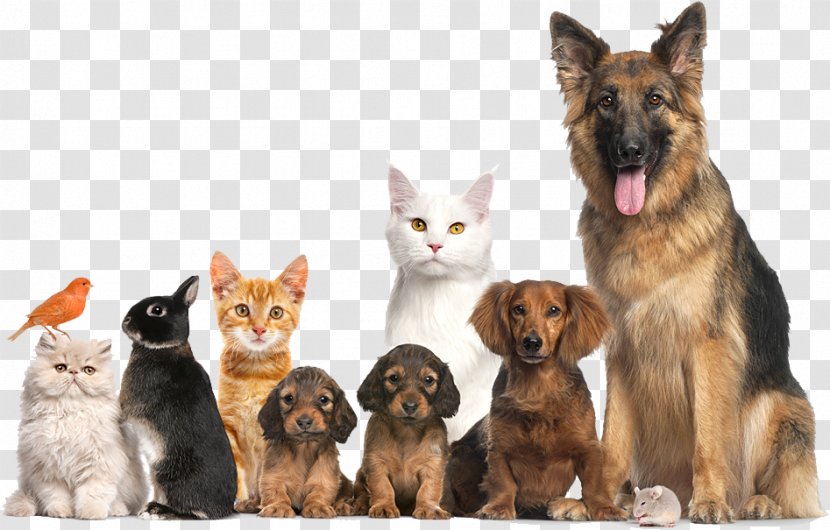 Dog Cat Pet Adoption Animal Shelter - Breed Transparent PNG