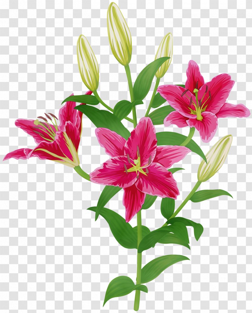 Easter Lily Background - Stargazer - Perennial Plant Magenta Transparent PNG