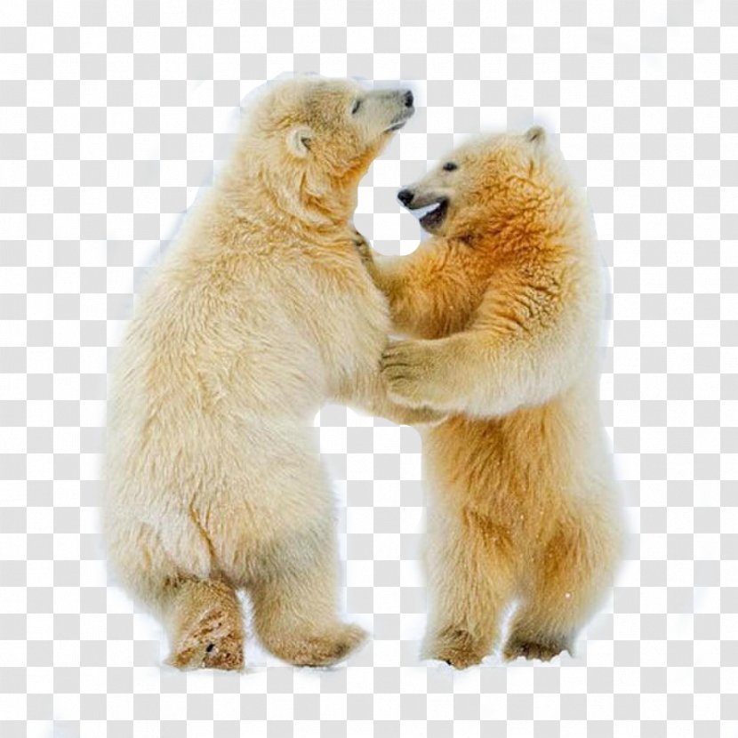 Polar Bear Cubs Arctic Fox Dance - Line Transparent PNG