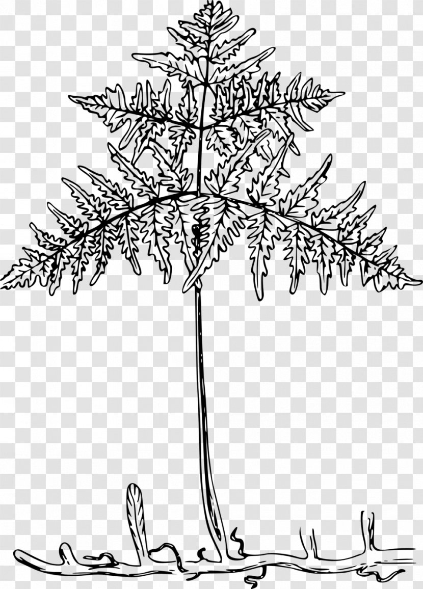 Fern Bracken Drawing - Flower - Root Clipart Transparent PNG