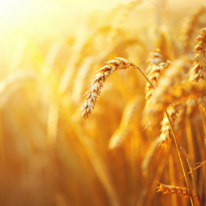 Investor Harvest Business Farmer Trade - Chamber Of Commerce - Wheat Transparent PNG