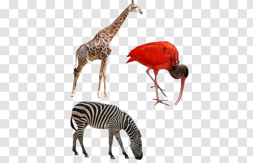 Northern Giraffe Okapi Rhinoceros Deer Horses - Terrestrial Animal - Zebra Transparent PNG