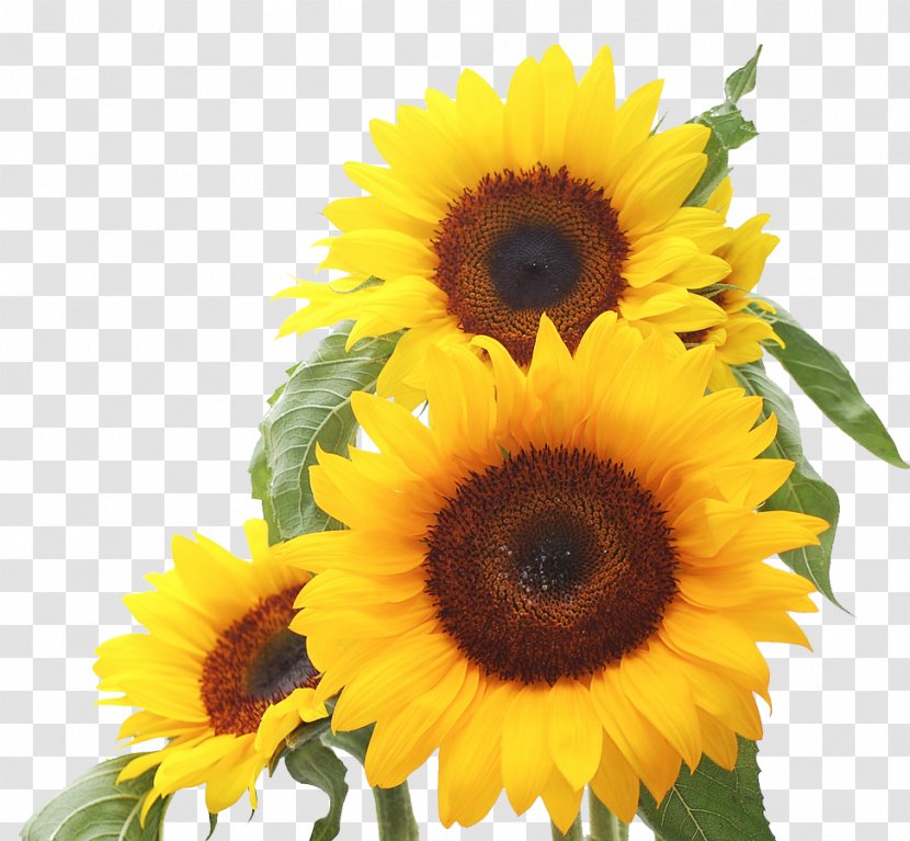 Common Sunflower Seed Daisy Family Clip Art - Cut Flowers Transparent PNG